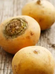 Navet Jaune 'Boule d'or' (Brassica rapa) Graines