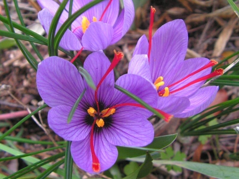 Fiche de culture : votre safran sativus)