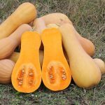 Courge musquée 'Butternut' Graines