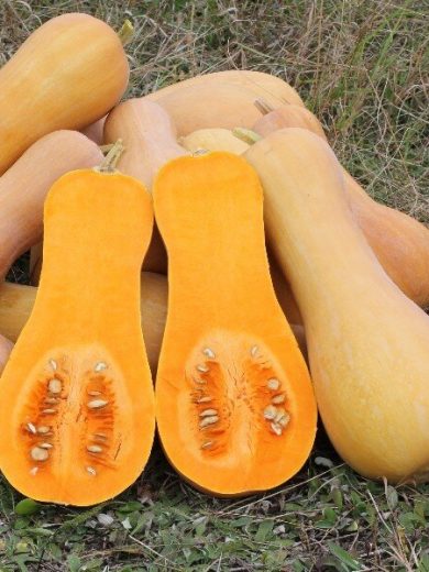 Courge musquée 'Butternut' Graines