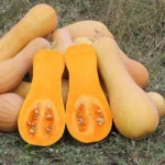 Courge musquée 'Butternut' Graines