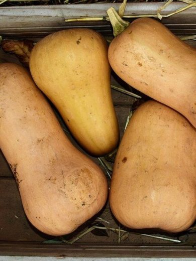 Courge musquée 'Butternut' Graines