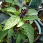 Basilic Réglisse (Variété insolite) Graines