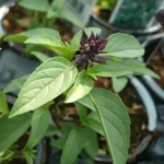 Basilic Réglisse (Variété insolite) Graines