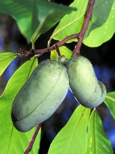 Asiminier, Paw Paw (Asimina triloba) Plant