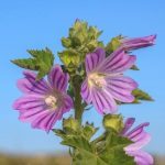 Mauve (Malva sylvestris) Graines