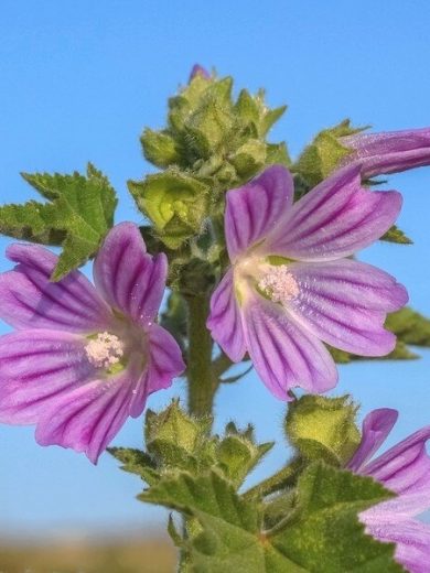 Mauve (Malva sylvestris) Graines