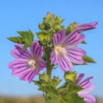 Mauve (Malva sylvestris) Graines