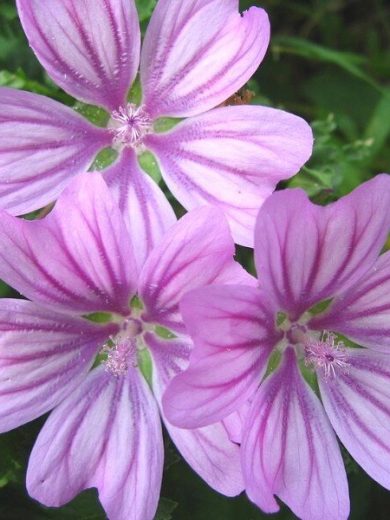 Mauve (Malva sylvestris) Graines