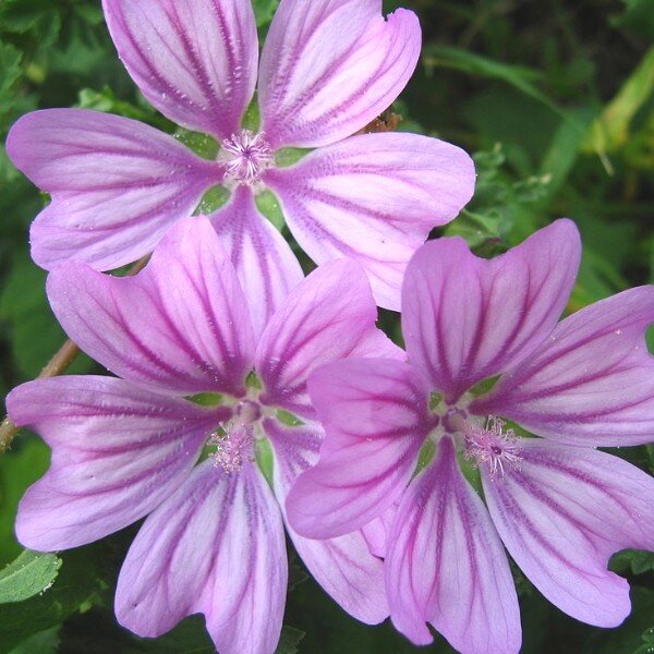 Mauve sauvage (Malva sylvestris) Graines - Alsagarden