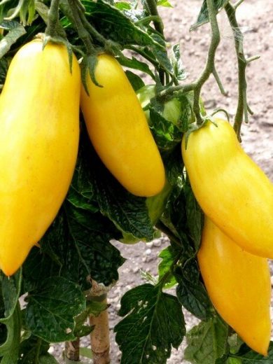 Tomate 'Banana legs' (Variété ancienne) Graines