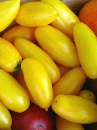 Tomate 'Banana legs' (Variété ancienne) Graines