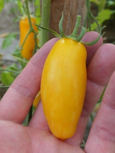 Tomate 'Banana legs' (Variété ancienne) Graines