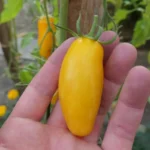 Tomate 'Banana legs' (Variété ancienne) Graines