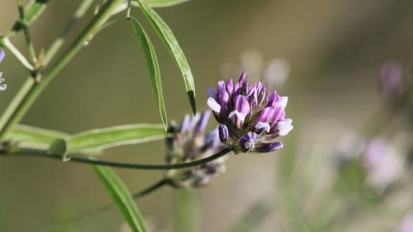 Plante Vivante - Livraison Gratuite Pour Les Nouveaux Utilisateurs - Temu  France