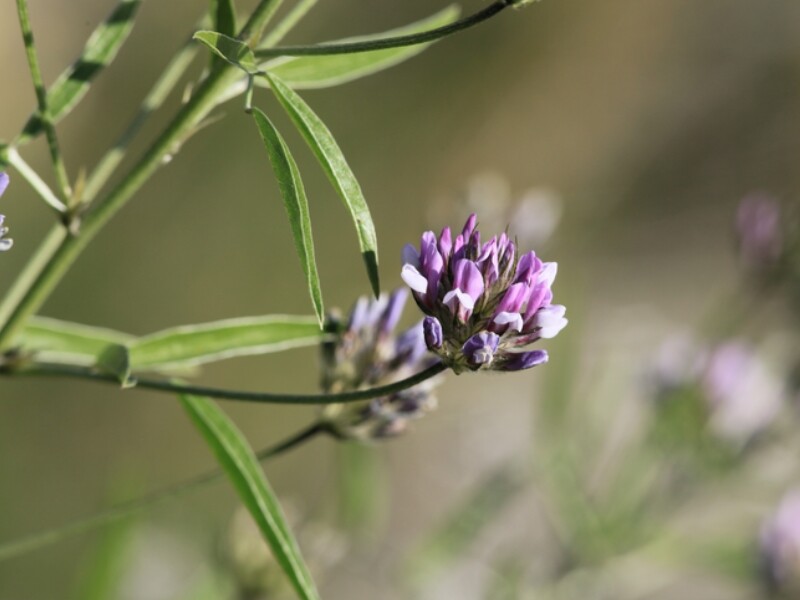 10 choses insolites à faire avec des herbes aromatiques