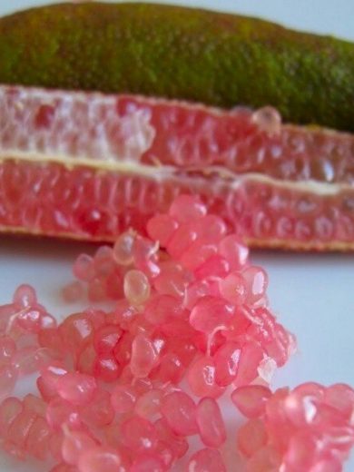 Le Citron Caviar® Rose Véritable (Agrume rare) Plant 20-30 cm