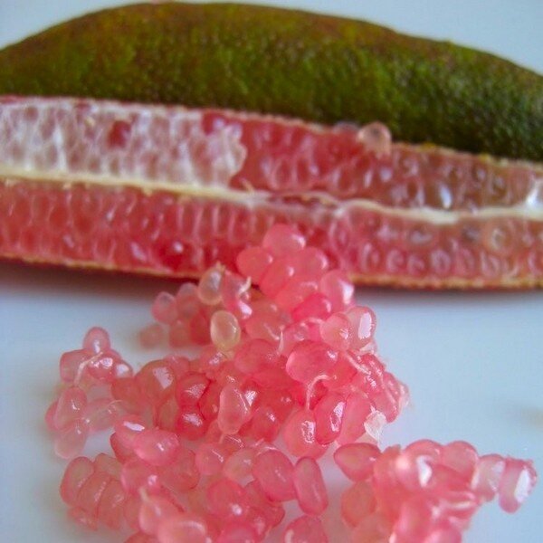 CITRONNIER caviar 'Pink Ice' hauteur de 40 à 50 cm en pot de 5