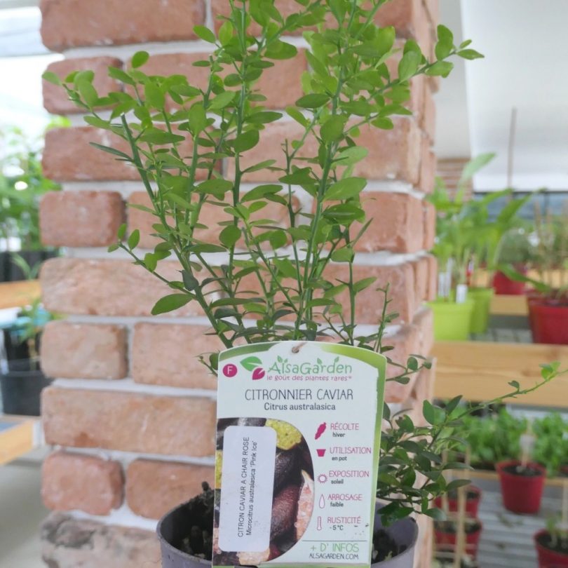 Le Citron Caviar® Rose (Agrume rare) Plant 20-30 cm