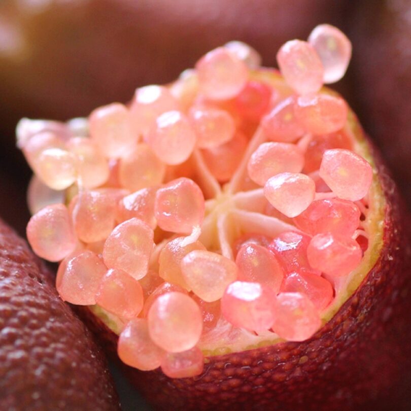 Le Citron Caviar Rose (Agrume rare) Jeune Plant – Image 2