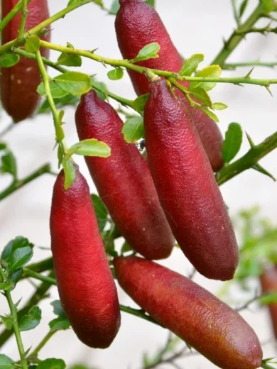 Citron Caviar Rose (Agrume rare) Jeune Plant