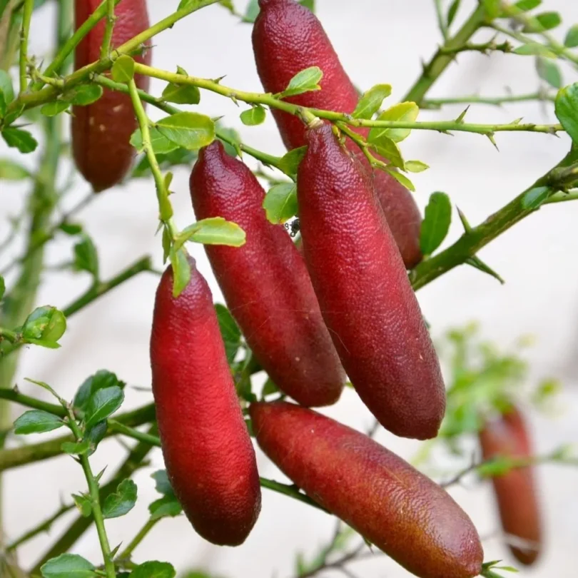 Citron Caviar Rose (Agrume rare) Jeune Plant
