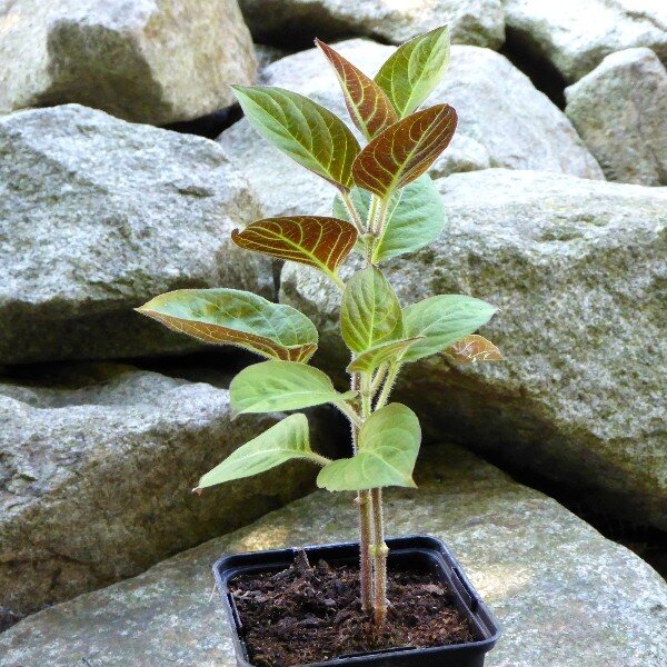 La Plante au goût de Camembert (Paederia lanuginosa) Plant