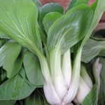 Chou Chinois Pak-Choi 'Taisai' (Brassica Chinensis) Graines