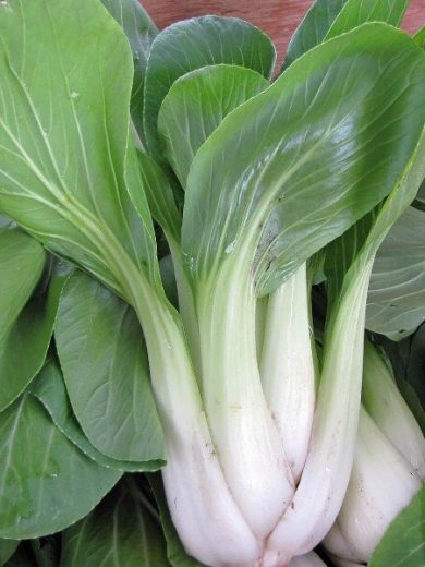 Chou Chinois Pak-Choi 'Taisai' (Brassica Chinensis) Graines