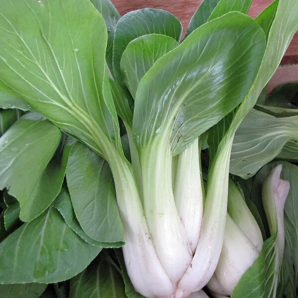 Chou Chinois Pak-Choi 'Taisai' (Brassica Chinensis) Graines