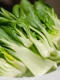 Chou Chinois Pak-Choi 'Taisai' (Brassica Chinensis) Graines