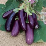 Aubergine 'Violette de Toulouse' (Variété ancienne) Graines