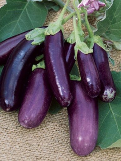 Aubergine 'Violette de Toulouse' (Variété ancienne) Graines