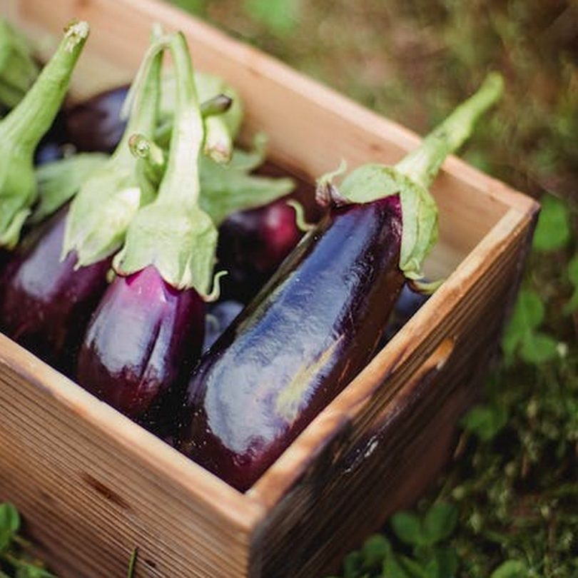 Aubergine 'Violette de Toulouse' (Variété ancienne) Graines – Image 2