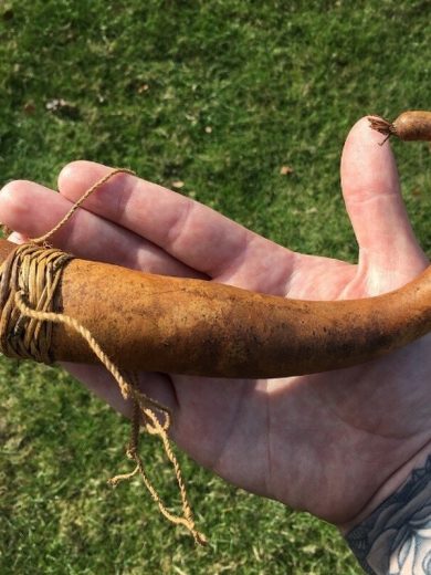 Calebasse Pénis (Lagenaria siceraria) Graines insolites