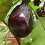 Aubergine miniature 'Bambino' (Variété Cocktail) Graines