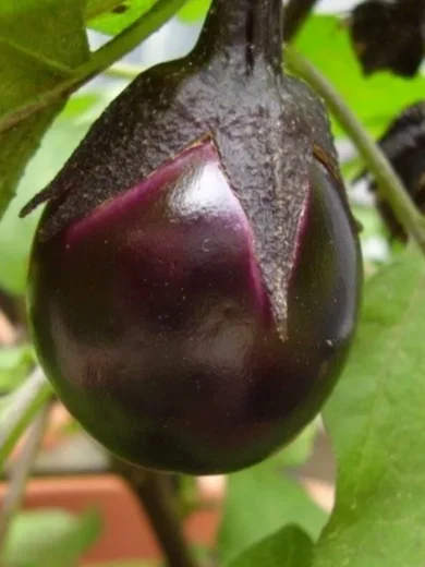 Aubergine miniature 'Bambino' (Variété Cocktail) Graines