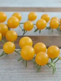 Tomate botanique groseille jaune (Solanum spontaneum) Graines