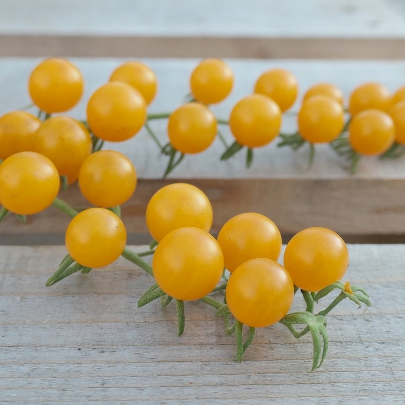 Tomate botanique groseille jaune (Solanum spontaneum) Graines