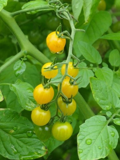 Tomate botanique groseille jaune (Solanum spontaneum) Graines