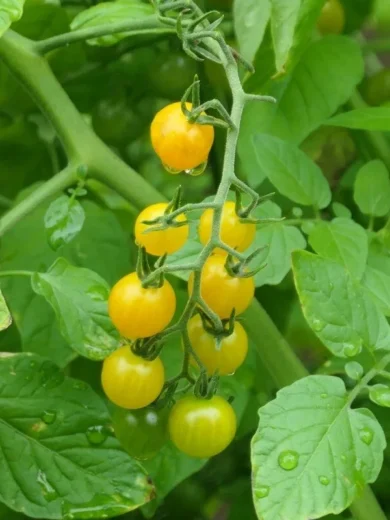 Tomate botanique groseille jaune (Solanum spontaneum) Graines