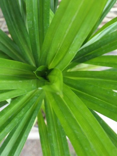 Pandanus comestible (Pandanus amaryllifolius) Plant