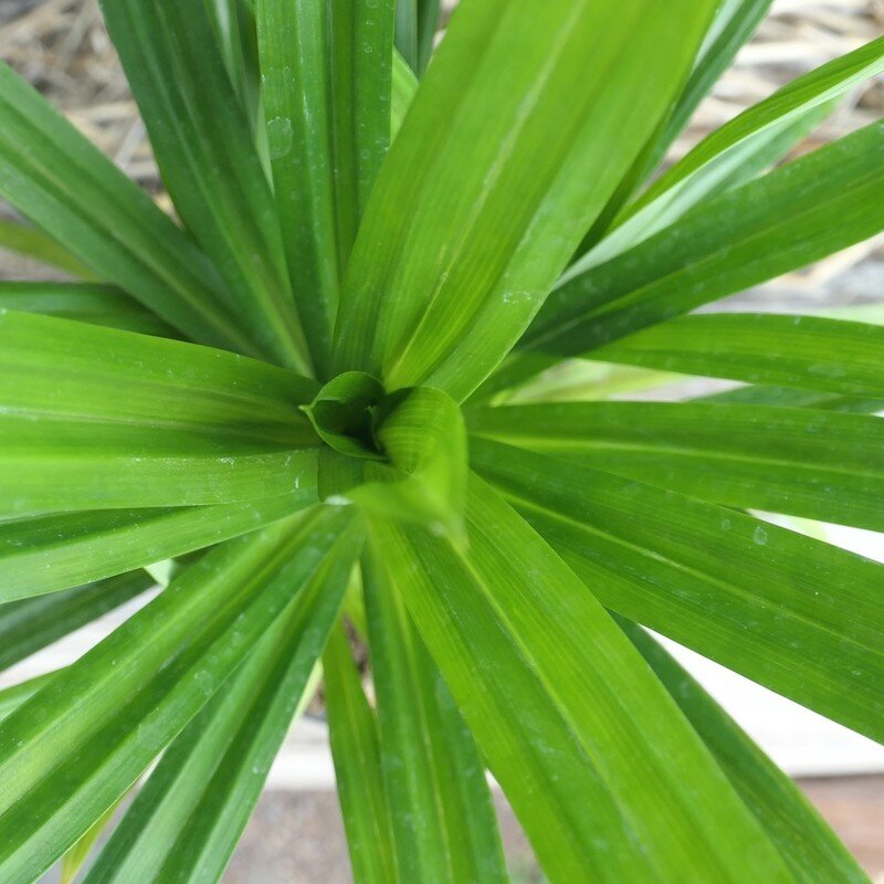 Pandanus comestible (Pandanus amaryllifolius) Plant