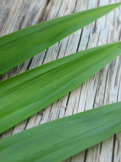 Pandanus comestible (Pandanus amaryllifolius) Plant