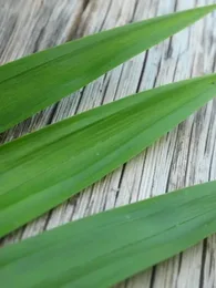 Pandanus comestible (Pandanus amaryllifolius) Plant