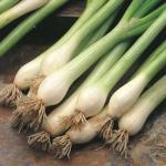 Oignon 'Blanc de Lisbonne' (Variété Portugaise) Graines