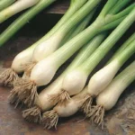 Oignon 'Blanc de Lisbonne' (Variété Portugaise) Graines
