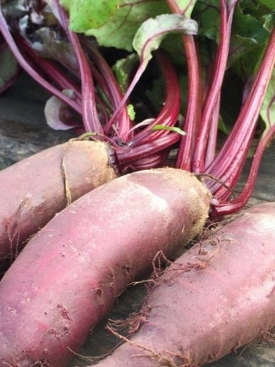 Betterave rouge 'Formanova' Graines