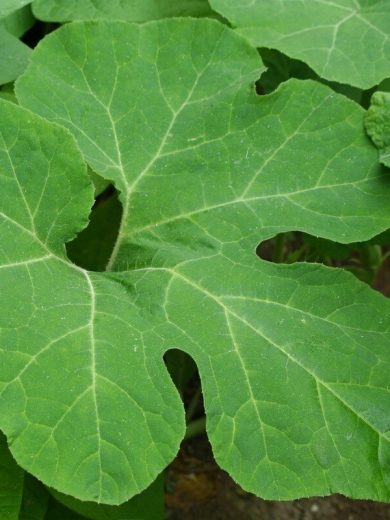 Courge de Siam (Cucurbita ficifolia) Graines