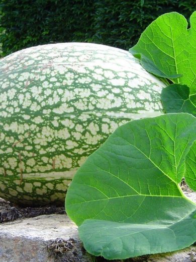 Courge de Siam (Cucurbita ficifolia) Graines